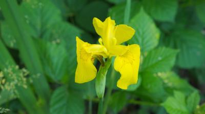 Foto Offene Gartenpforte Muldental