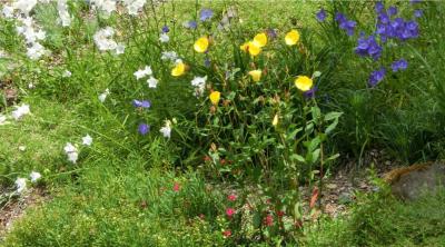 Foto Mittsommer und Hochblüte