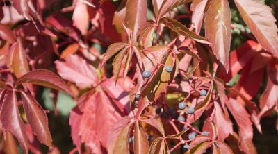 Foto Herbstfarben mit allen Sinnen